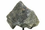 Fossil Sauropod Vertebra Section w/ Metal Stand - Colorado #294906-1